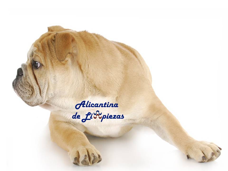 Empresa Servicio Blog Consejos Alicante para evitar que se le caiga el pelo a mi perro alicantina de limpiezas mantenimientos obras reformas alicantinadelimpiezas Costablanca Servicios