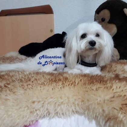 Trucos para evitar perros defequen jardin caca mierda