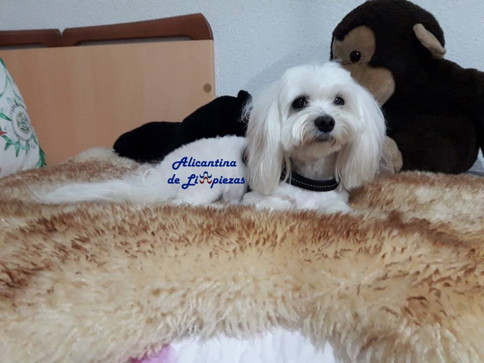 Trucos para evitar perros defequen jardin caca mierda