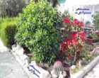 Como cuidar las plantas en verano