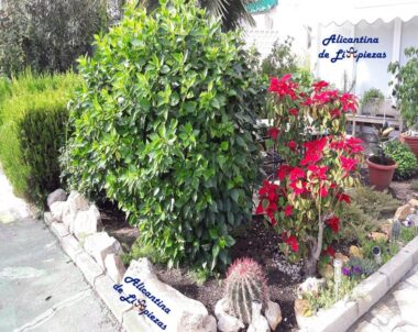 Como cuidar las plantas en verano