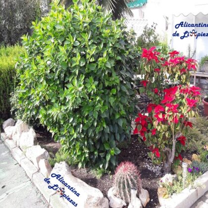 Como cuidar las plantas en verano