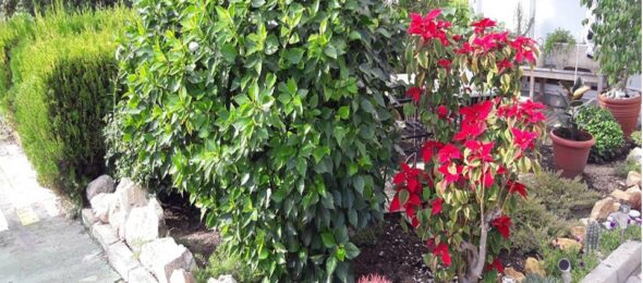 Como cuidar las plantas en verano