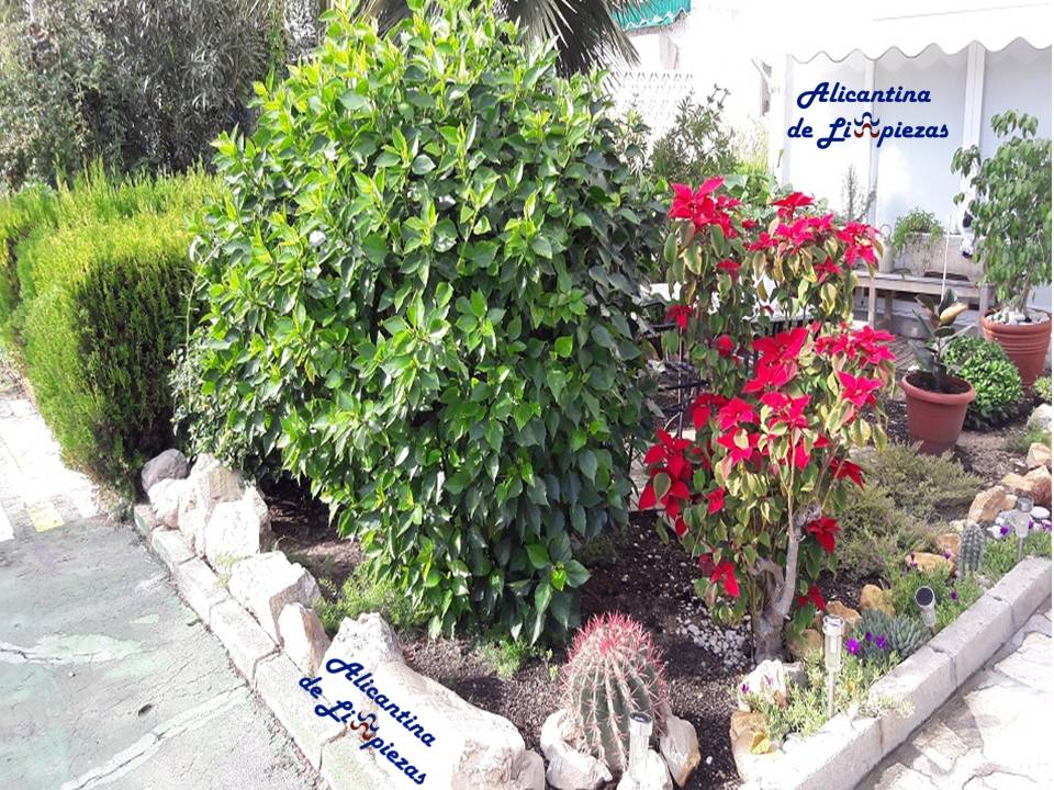 Como cuidar las plantas en verano