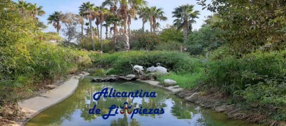 COMO TENER DIFERENTES MASCOTAS EN CASA