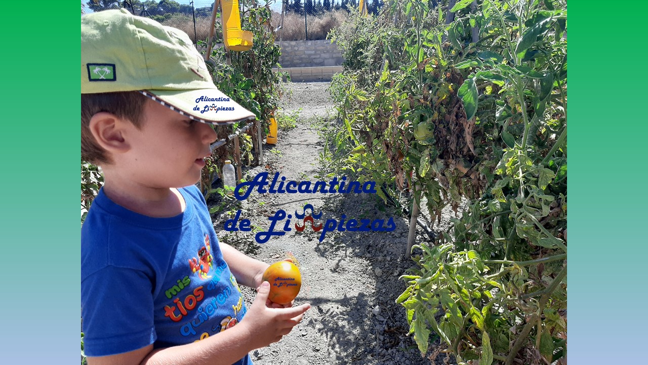 Alicantina de Limpiezas